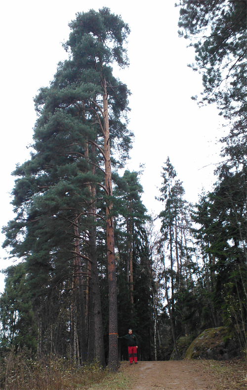 korkea manty